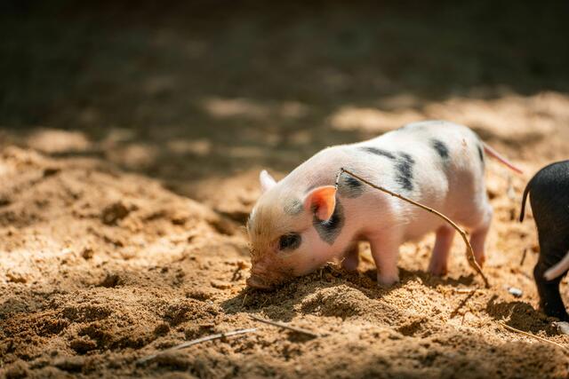 Die Minipigs sind seit 2017 im Jako-o Kinderzoo im südöstlichen Teil des Tiergartens zu sehen.  | Foto:  Tom Burger / Tiergarten Nürnberg