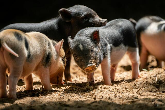 Die Minipigs sind seit 2017 im Jako-o Kinderzoo im südöstlichen Teil des Tiergartens zu sehen.  | Foto:  Tom Burger / Tiergarten Nürnberg