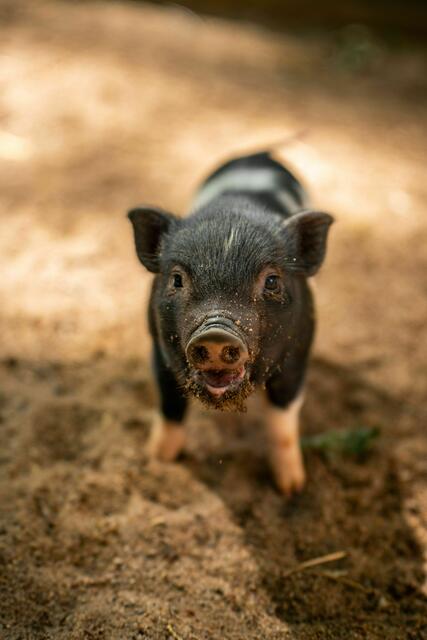 Die Minipigs sind seit 2017 im Jako-o Kinderzoo im südöstlichen Teil des Tiergartens zu sehen.  | Foto:  Tom Burger / Tiergarten Nürnberg