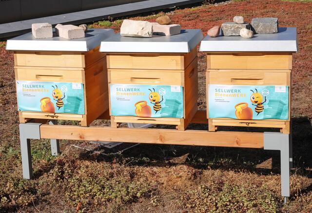 Honigbienen sind auf die Hilfe des Menschen angewiesen. Jeder kann auf seinem Balkon, der Terrasse, dem Garten oder dem Unternehmen Bienen mit bestimmten Blühpflanzen eine gute Nahrungsquelle bieten. Die Bundesregierung unterstützt mit dem ,,Aktionsprogramm Insektenschutz" solche Initiativen nachdrücklich.  | Foto: Nicole Fuchsbauer