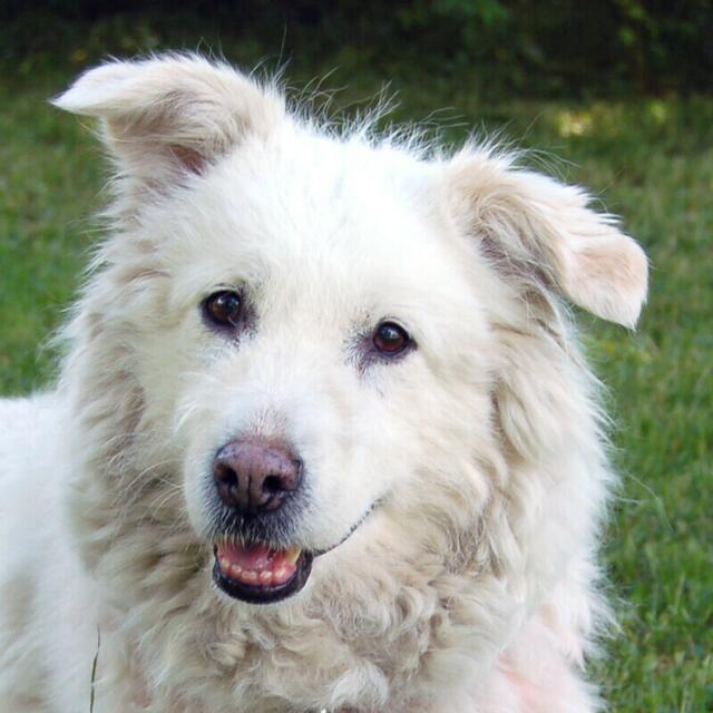 Lady Maya ist mit ihren 9 Jahren immer noch topfit. | Foto: Tierhilfe Franken
