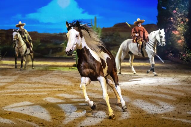 Wildes Pferd der Equipe Sebastián Fernández. | Foto: © Cavalluna