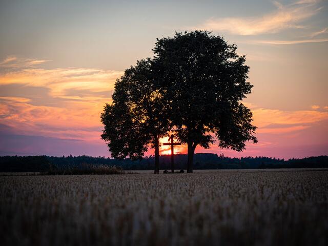 1. Platz Markus Schwarzfärber (Altersklasse unter 30)  – Ein Feldkreuz, geschützt durch zwei Bäume in Mitten der Natur, Mittelfranken.  | Foto: Markus Schwarzfärber
