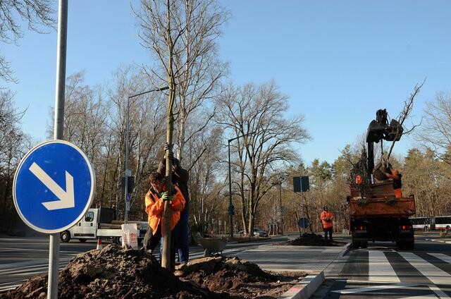 Die zwei etwa 15 Quadratmeter großen Verkehrsinseln wurden als Grünflächen gestaltet. Sör setzte zwei Eschen in die Beete, der Tiergarten als Baumpate pflanzte anschließend noch mehr als 300 Stauden. | Foto: Tiergarten Nürnberg / Luisa Rauenbusch