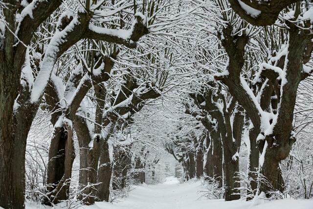 Kahle Bäume, weißer Schnee - Winter in Bayern.  | Foto: Daniel Karmann/dpa