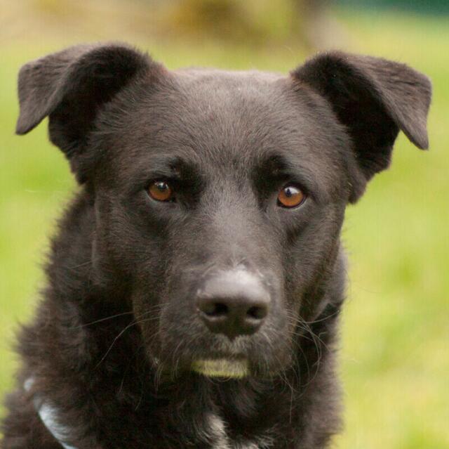 Ferdinand ist ein fitter Bursche. | Foto: Tierhilfe Franken