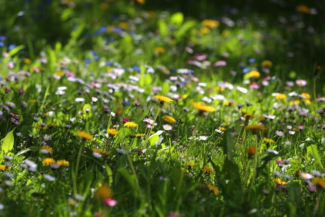 Gut für Insekten: Wird ein Rasen länger nicht gemäht, wachsen auf ihm viele Wiesenblumen. Foto: Karl-Josef Hildenbrand/dpa-mag
