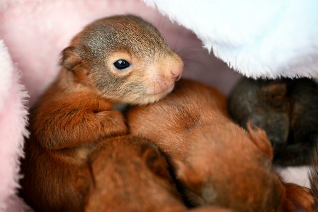 Wenige Tage alte Eichhörnchen-Babys in einer Eichhörnchen-Auffangstation bei Bamberg. Ihre Mutter ist überfahren worden. | Foto: Pia Bayer/dpa