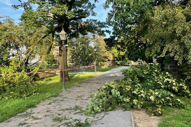 Abgebrochene Äste an der Frauentormauer. Die Äste hängen zum Teil noch in der Krone und können herunterfallen. Hier sollten sich Passantinnen und Passanten fernhalten.
  | Foto: André Winkel / Stadt Nürnberg