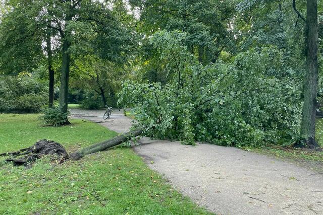 Im Rosenaupark hat der Sturm eine Linde entwurzelt. Sör ist bereits seit dem frühen Morgen mit den Aufräumarbeiten beschäftigt.  | Foto: André Winkel / Stadt Nürnberg