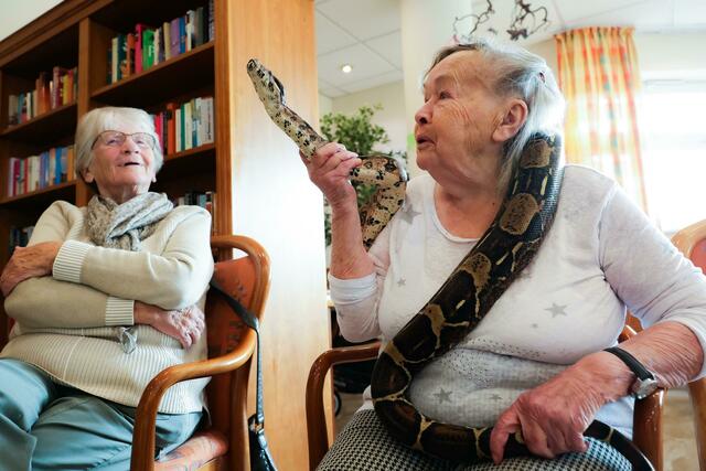 Gerda Hachmann hat sich Boa Constrictor Lilly um den Hals legen lassen. | Foto: Ulrich Perrey/dpa