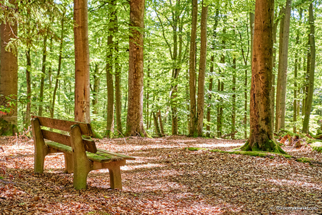 Auszeit im Wald, Steigerwald.

 | Foto: © Florian Trykowski