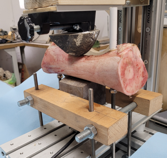 Im Labor für Gebrauchsspurenforschung und kontrollierte Experimente (TraCer) in MONREPOS analysieren Forschende die Schlagspuren verschiedener Rohstoffe an Knochen. | Foto: © LEIZA / J. Marreiros