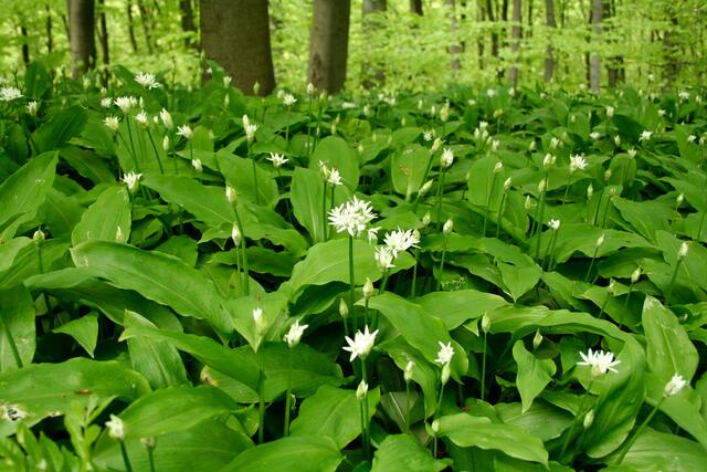 Blühender Bärlauch im Frühling.  | Foto: © Büro Z/stock.adobe.com