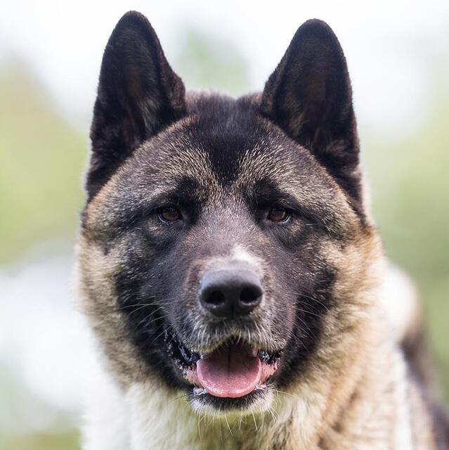 Kendo trägt immer ein Lächeln im Gesicht | Foto: Tierhilfe Franken