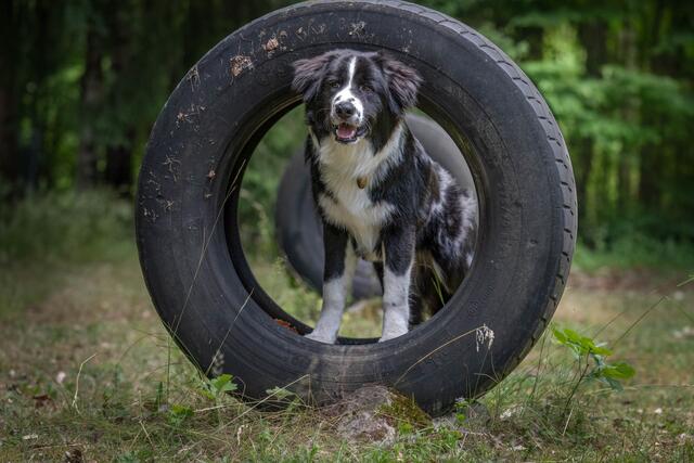Sommerfest Tierheim Nürnberg.  | Foto: Tierschutzverein und Tierheim Nürnberg
