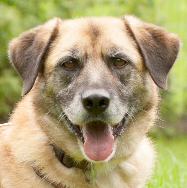 Starlet ist eine liebenswerte und treue Seele. | Foto: Tierhilfe Franken