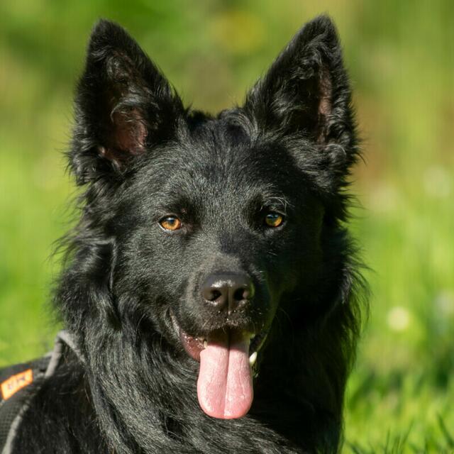 Raffi will auch geistig gefordert werden. | Foto: Tierhilfe Franken