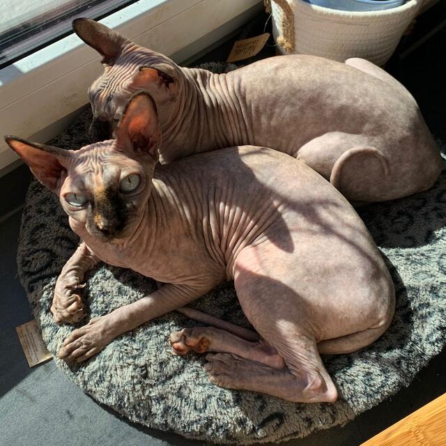 Lilli und Luci sind zwei liebenswerte Katzenmädels. | Foto: Tierhilfe Franken