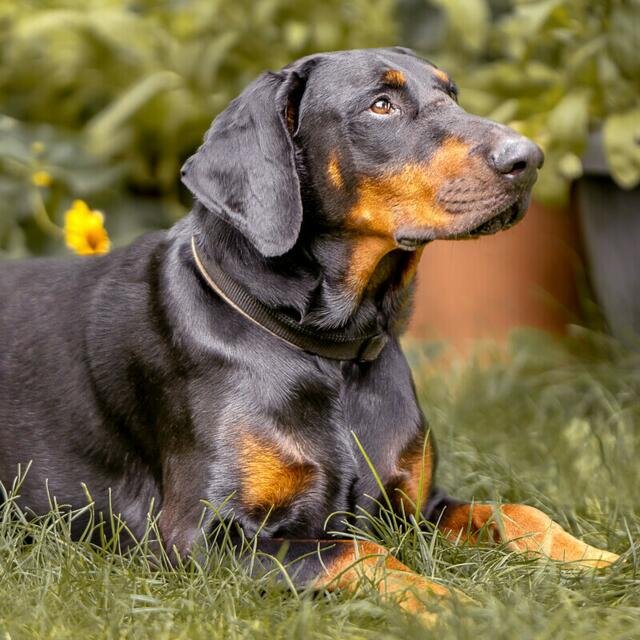 Neo ist ein liebenswerter Dobermann-Rüde | Foto: Tierhilfe Franken