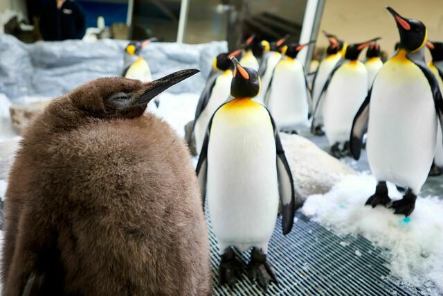 Der kugelrunde Pesto ist zum Social-Media-Star avanciert. | Foto: Uncredited/SEA LIFE Melbourne/AP/dpa