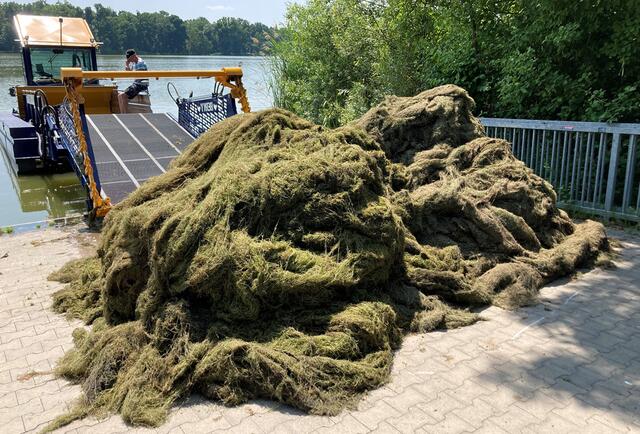 Mehr als 50 Tonnen entwässerte Pflanzenmasse hat der Servicebetrieb Öffentlicher Raum Nürnberg 2024 vorwiegend aus dem Großen Dutzendteich entnommen und kompostiert.
 | Foto: Armin Müller / Stadt Nürnberg / Sör