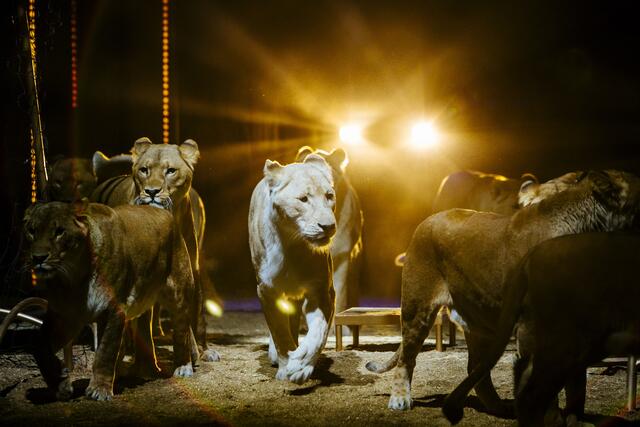 Im Mittelpunkt stehen bei Circus Krone immer die Tiere – die wahren „Stars in der Manege“: Majestätische Löwen und kraftvolle Tiger geben sich ein beeindruckendes Stelldichein. | Foto: Circus Krone
