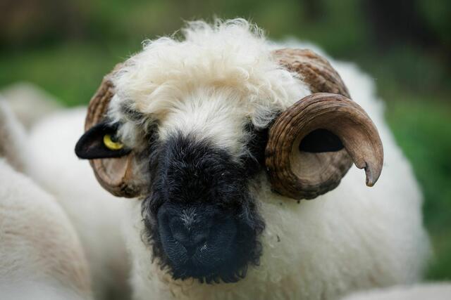 Das schwule Walliser Schwarznasenschaf «Karl» wurde von Bill Kaulitz adoptiert.
| Foto: Friso Gentsch/dpa
