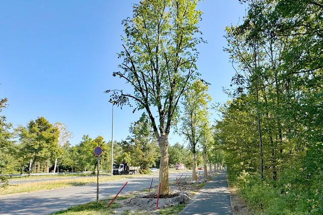 Bereits im Sommer 2024 wurden die Wurzelballen der zehn Lindenbäume gestochen und die Baumkronen zurückgeschnitten. | Foto: André Winkel / Stadt Nürnberg