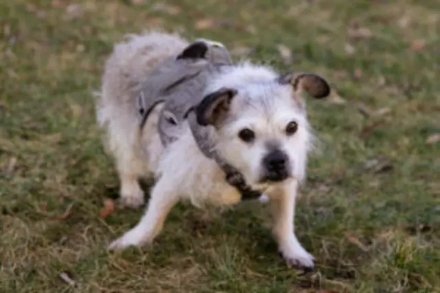 Unglaubliche 17 Jahre alt ist Dickerchen Rex bereits. | Foto: Tierhilfe Franken
