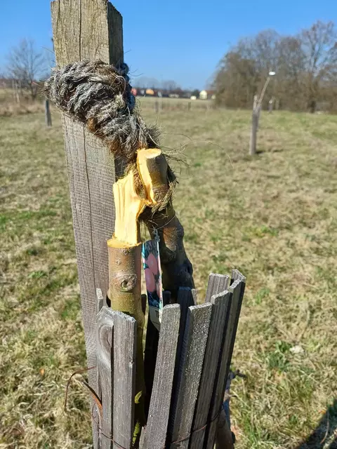 Angesägt und mutwillig zerstört. | Foto: Stadt Oberasbach