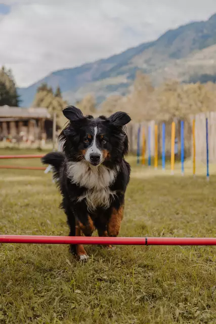 Perfekt für den Urlaub mit Hund: Eingezäunter Hunde-Trainingsplatz und Hunde-Badestrand. | Foto: Franzi Reusch
