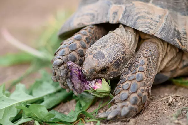 Maurische Landschildkröten können bis zu 100 Jahre alt werden. (Symbolbild) | Foto: Vogl Daniel/dpa