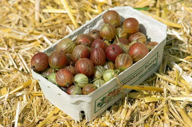 Schlusslicht in der Beliebtheitsliste: die Stachelbeere.  | Foto: Archivfoto: picture alliance / ZB