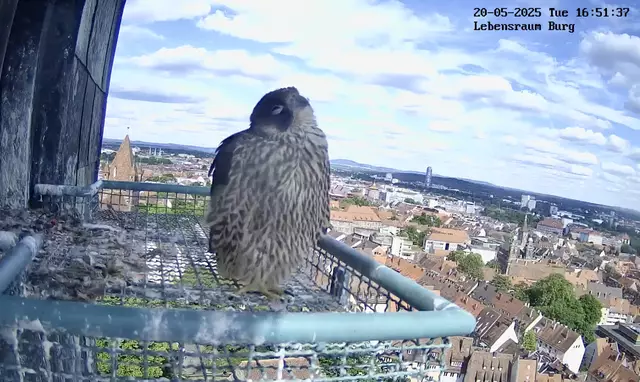 Um tatsächlich zu fliegen braucht es aber noch weitere Fähigkeiten, die sich auf einem Abfluggitter nicht üben lassen. Deshalb kann der erste Abflug vom Horst auch etwas unbeholfen und demensprechend wie ein Absturz aussehen. Und manche Jungtiere sind halt auch keine Draufgänger, da dauert es ein bißchen länger bis zum Start - wie der kleine Träumer auf dem Bild.  | Foto: https://lebensraum-burg.de/