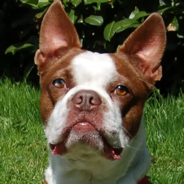 Bo-Dexter liebt Bewegung: ein treuer Freund für jedes Abenteuer | Foto: Tierhilfe Franken