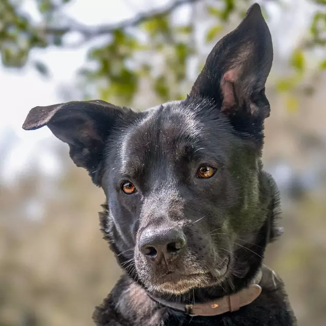 Coni würde gerne in eine Hundeschule gehen. | Foto: Tierhilfe Franken