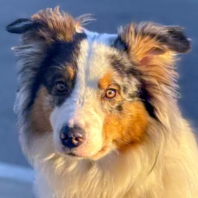 Alfred liebt die Ruhe. Wer schenkt ihm Geborgenheit? | Foto: Tierhilfe Franken