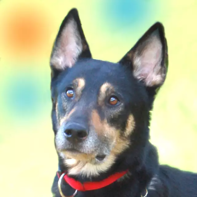Ein ganz lieber Hundebub: Skylo will seinen Menschen gefallen. | Foto: Tierhilfe Franken