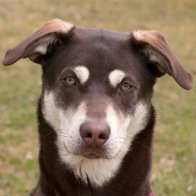 Dieser Blick! - Sind wir da nicht alle ein bisschen Bluna? | Foto: Tierhilfe Franken