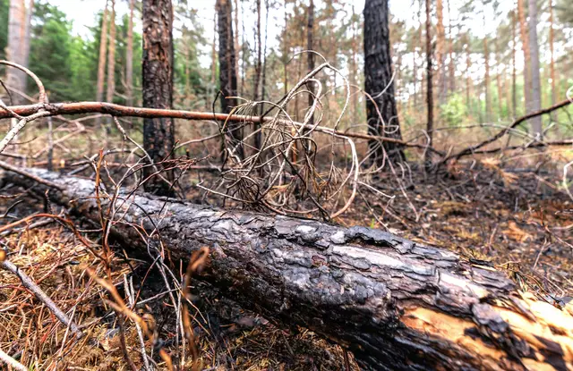 (Symbolbild) | Foto: © Daniel Karmann/dpa