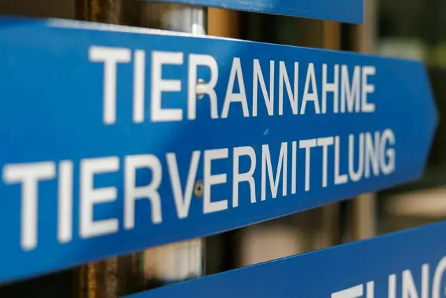 m Tierheim Nürnberg wird ein Teil der gefundenen Tiere versorgt. (Archivfoto) | Foto: Daniel Karmann/dpa