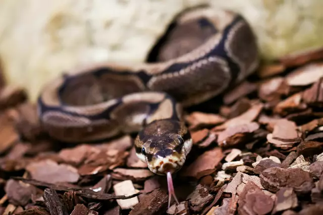 Pythons würgen ihre Opfer, können aber auch zubeißen.  | Foto: Christian Charisius/dpa (Symbolbild)