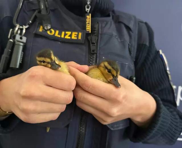 Polizisten haben fünf verwaiste Entenküken gerettet - zwei davon hält ein Beamter in der Hand. | Foto: /Polizei Regensburg/dpa