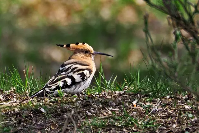 Wiedehopf | Foto: Uli Knapp Naturschutzwacht