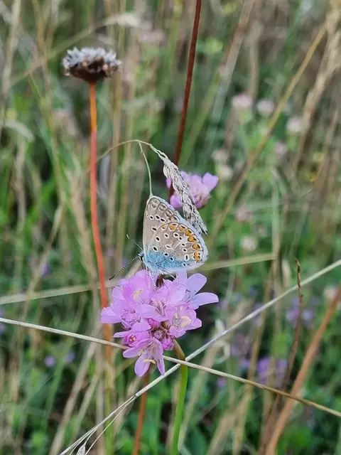 Bläuling auf Sandgrasnelke | Foto: LRA