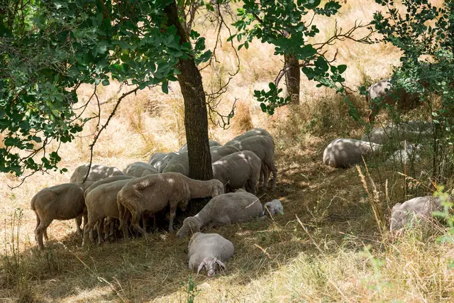 Wer kann, sucht Schutz vor der heißen Sonne im Schatten. Für viele Tiere und Pflanzen in Bayern könnte die aktuelle Dürre langfristige Folgen haben. Umweltschützer warnen vor irreparablen Schäden für ganze Ökosysteme.  | Foto: Daniel Vogl/dpa (Archivbild)