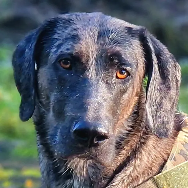 Kenai hat trotz schwerer Zeiten die Hoffnung nicht aufgegeben. | Foto: Tierhilfe Franken