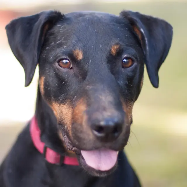 Chapi mag es gerne wild, aber auch verspielt und lustig. | Foto: Tierhilfe Franken