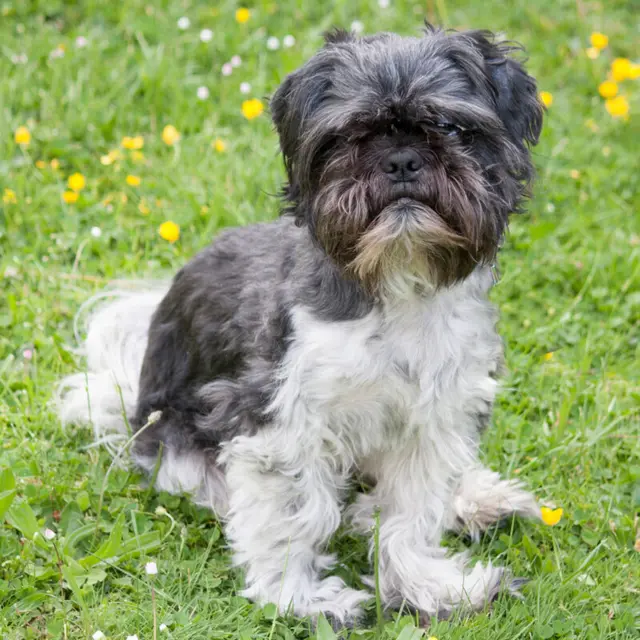 Sir Bobby ist der ideale Familienhund. | Foto: Tierhilfe Franken